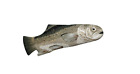 026602251367 Boston Warehouse Fish Oven