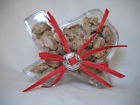 754220581671 Texas Treats Praline Pecan