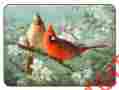 D6415 Jason New Garden Birds Placemats Set Of 4 Large