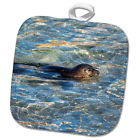 258830 Phl 1 Usa California La Jolla Baby Harbor Seal In 191767403835