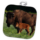 259834 Phl 1 Theodore Roosevelt National Park American Bison And Calf 191767404016
