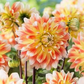 Van Zyverden 030641841205 Dahlias Peaches And Cream Bulbs Set Of 3