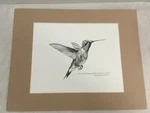 Print Ruby Throated Hummingbird Flight Artist Betsy Walker 2009 + Mat. Fixed Price $25.00.