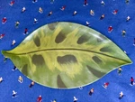 Vintage Platter Large Leaf Shaped Melamine Mcm Serving Dish Tray 17" Long. Fixed Price $12.99.