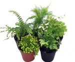 Mini Ferns For Terrariums/fairy Garden Live 5 Different PLANTS-2" Pot. Fixed Price $17.99.