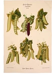 Ulster Weavers Rhs Royal Horticulture Society Peas Cotton Tea Towel. Fixed Price $24.99.