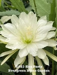 Rooted Epiphyllum Orchid Cactus Eva Paetz Growing 4 Starter Pot. Fixed Price $25.00.