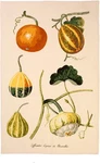 Ulster Weavers Rhs Royal Horticulture Society Pumpkins Cotton Tea Towel. Fixed Price $24.99.