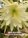 Rooted Epiphyllum Orchid Cactus Eva Paetz Growing 4 Starter Pot.. Fixed Price $25.00.